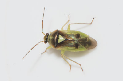 Orthops campestris ( 5,3 mm )