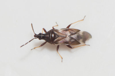 Temnostethus pusillus  2,8 mm