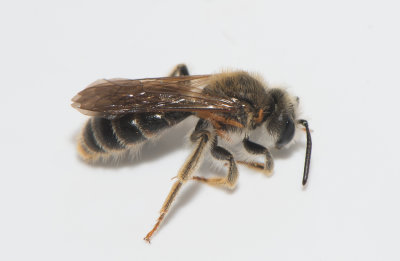 Hge s land 7.6-18 male