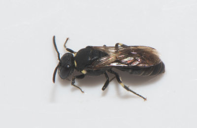 Hylaeus incongruus ( Hedcitronbi )  7,5 mm