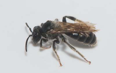 Gothia Halland 9.7-18 Male
