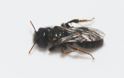 Panurgus calcaratus ( Smfibblebi )