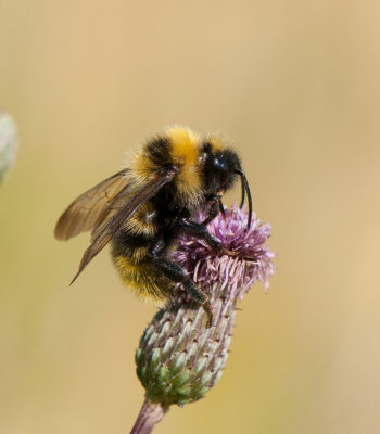 Beteshagen Halland 19.7-18 Male