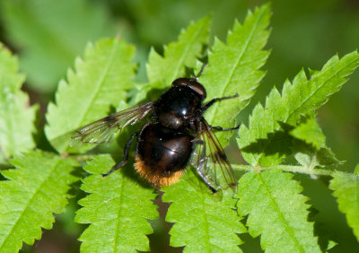 Volucella bombylans ( Humleblomfluga )