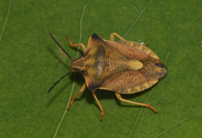 Carpocoris fuscispinus ( Bred brfis )