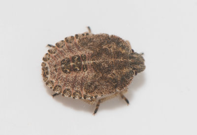 Dolycoris baccarum ( Hårig bärfis )