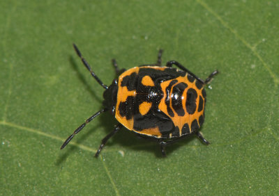 Eurydema dominulus ( Bräsmabärfis )