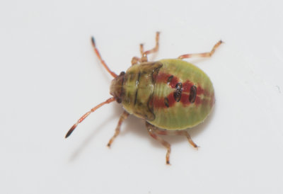 Elasmostethus interstinctus ( Större björkbärfis)