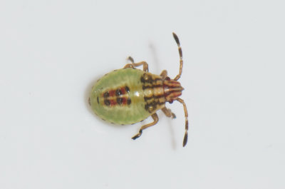 Elasmucha grisea ( Mindre björkbärfis )