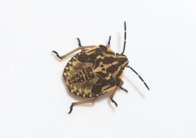 Carpocoris purpureipennis ( Purpurbärfis )