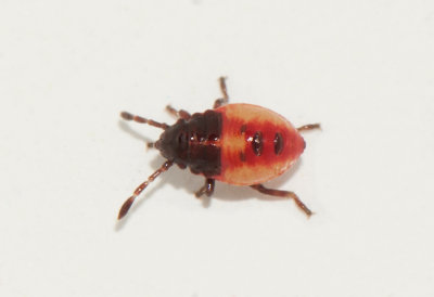 Elasmucha ferrugata ( Blåbärsbärfis )