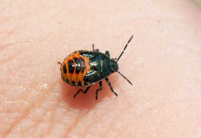 Zicrona caerulea ( Blå rovbärfis )