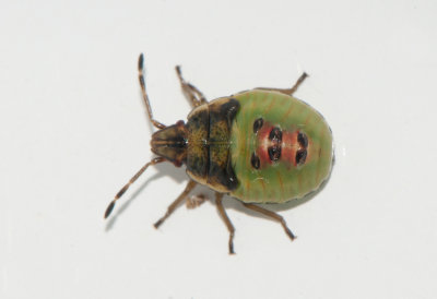 Cyphostethus tristriatus ( Brokig enbärfis )