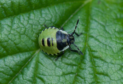 Palomena prasina ( Grön bärfis )