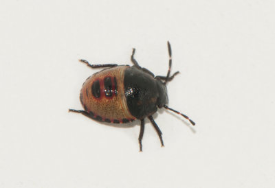 Piezodorus lituratus ( Harrisbärfis )