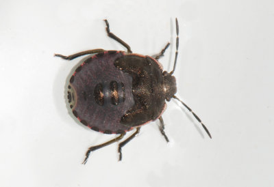 Chlorochroa juniperina ( Grön enbärfis )