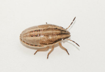 Aelia acuminata ( Mindre spetsnäsa )