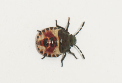 Carpocoris purpureipennis ( Purpurbärfis )
