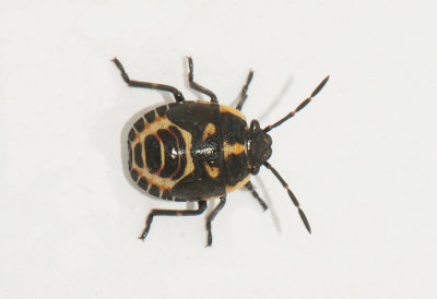 Eurydema oleracea ( Rapssugare )