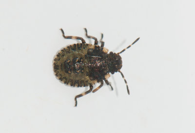 Pentatoma rufipes ( Rödbent bärfis )
