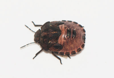 Eurygaster testudinaria ( Starrbärfis )