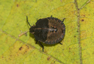Graphosoma lineatum ( Strimlus )