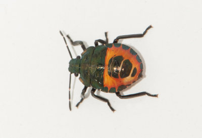 Troilus luridus ( Trädrovbärfis )