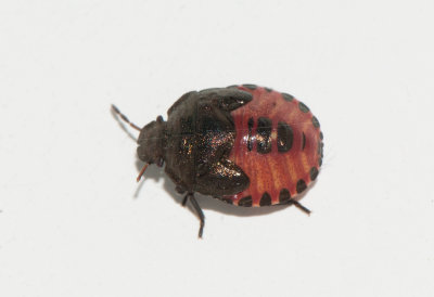 Peribalus strictus ( Vårbärfis )