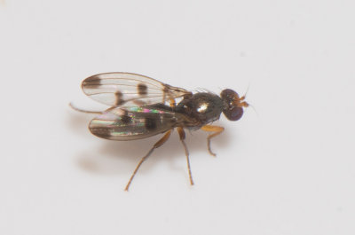 Geomyza tripunctata