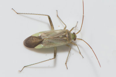 Adelphocoris lineolatus