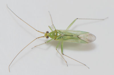 Blepharidopterus angulatus  5 mm
