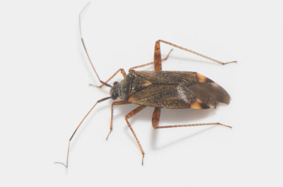 Closterotomus fulvomaculatus