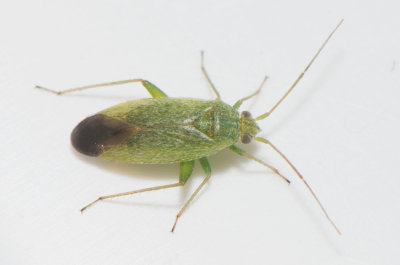 Orthotylus virescens 4-4,2 mm