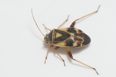 Polymerus brevicornis
