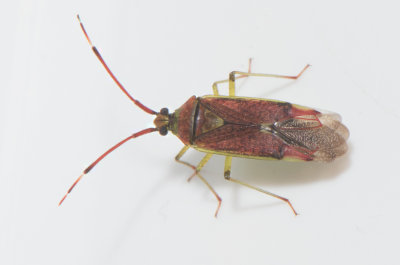 Pantilius tunicatus