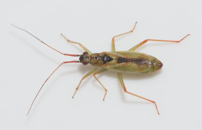 Teratocoris antennatus