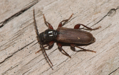 Tetropium castaneum ( Allmn barkbock )