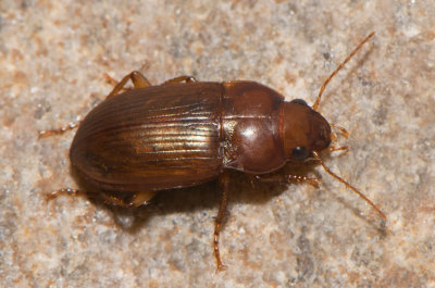 Amara fulva ( Gul kornlöpare )