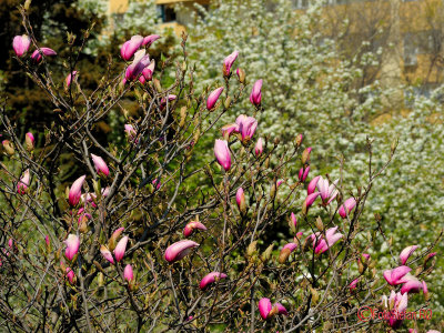 parcul-morarilor-bucuresti-primavara-magnolii.jpg