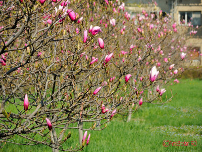 parcul-morarilor-bucuresti-primavara-magnolii_02.jpg