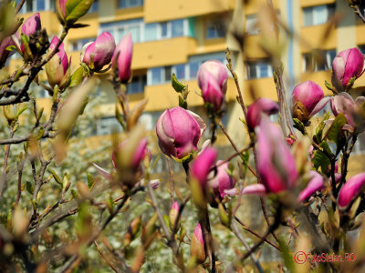 parcul-morarilor-bucuresti-primavara-magnolii_04.jpg