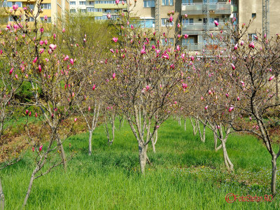 parcul-morarilor-bucuresti-primavara-magnolii_05.jpg