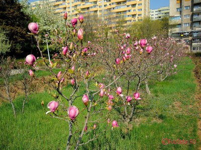 parcul-morarilor-bucuresti-primavara-magnolii_06.jpg