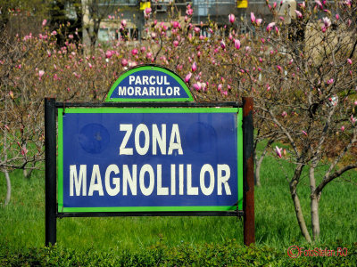 parcul-morarilor-bucuresti-primavara-magnolii_07.jpg