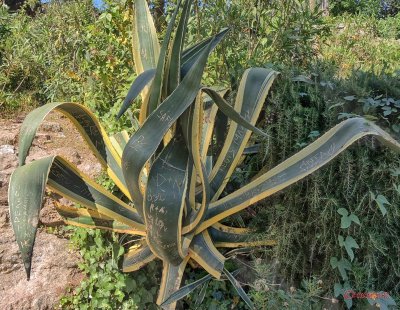 cactus-parc-guell-barcelona-spania.JPG