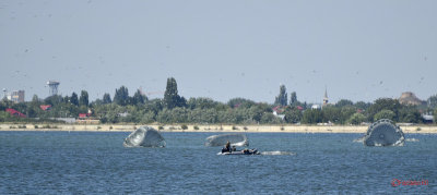 aeronautic-show-bucuresti-parasutisti-militari_09.JPG