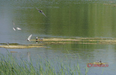 review-Sony-100-400-GM-OSS_02-crop.jpg