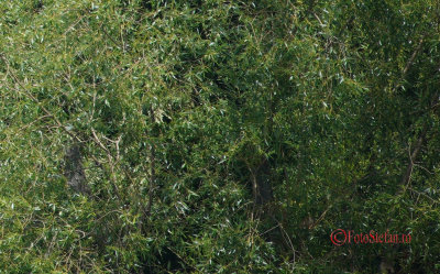 Sony-100-400-GM-OSS_37-crop-dr-jos.jpg