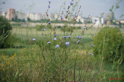 Sony-100-400-GM-OSS_55.JPG