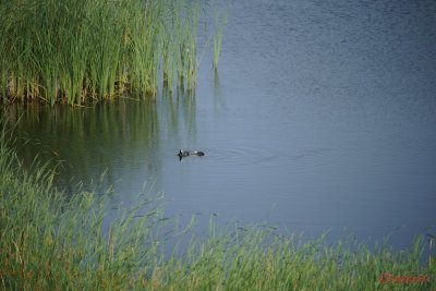 Sony-100-400-GM-OSS_58.JPG